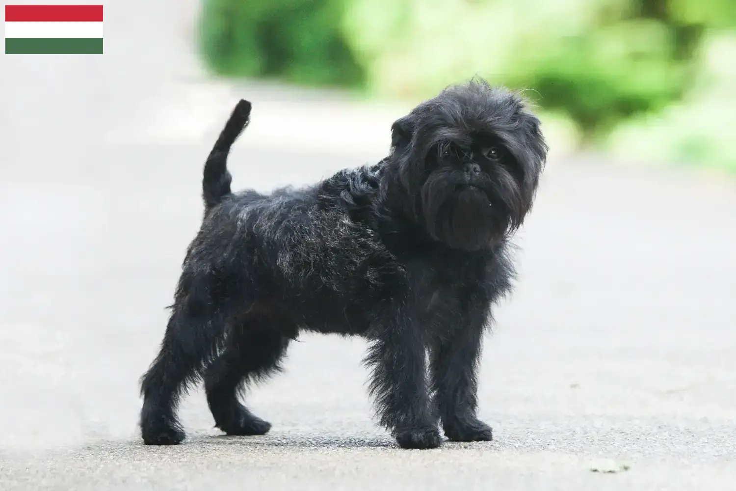Affenpinscher cachorros e criadores Hungria Aqui pode encontrar criadores de Affenpinscher na Hungria.