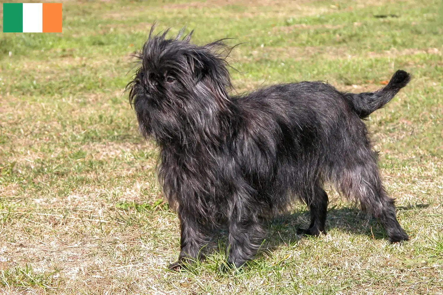 Affenpinscher cachorros e criadores Irlanda Encontre aqui criadores de Affenpinscher na Irlanda.