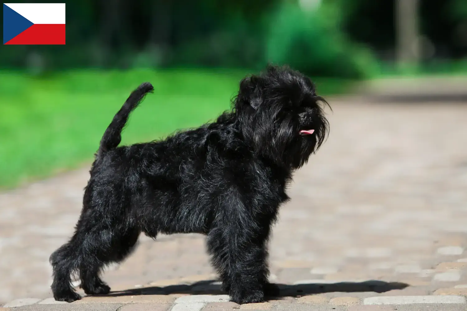 Affenpinscher cachorros e criadores República Checa Aqui pode encontrar criadores de Affenpinscher na República Checa.