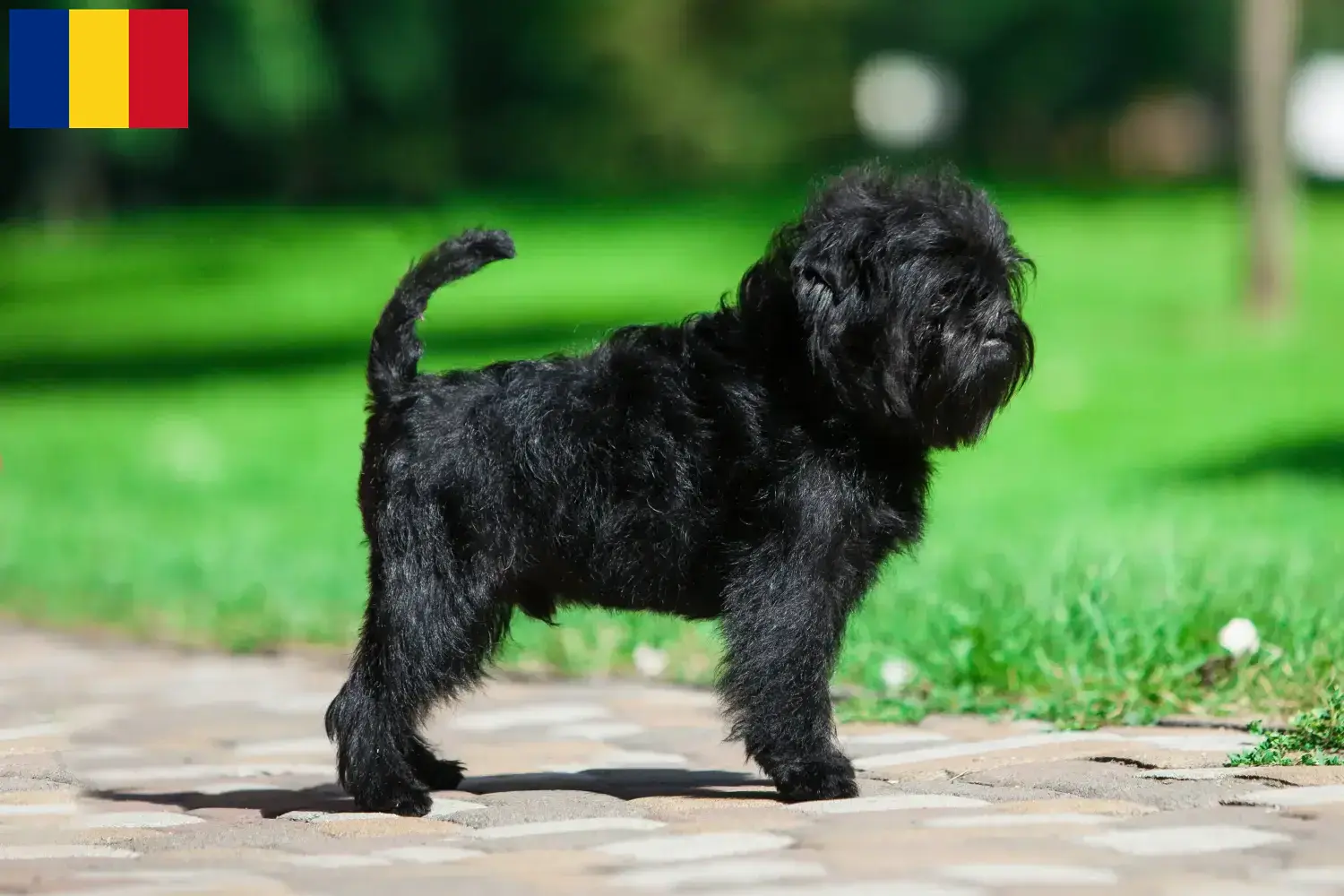 Affenpinscher cachorros e criadores Roménia Aqui pode encontrar criadores de Affenpinscher na Roménia.