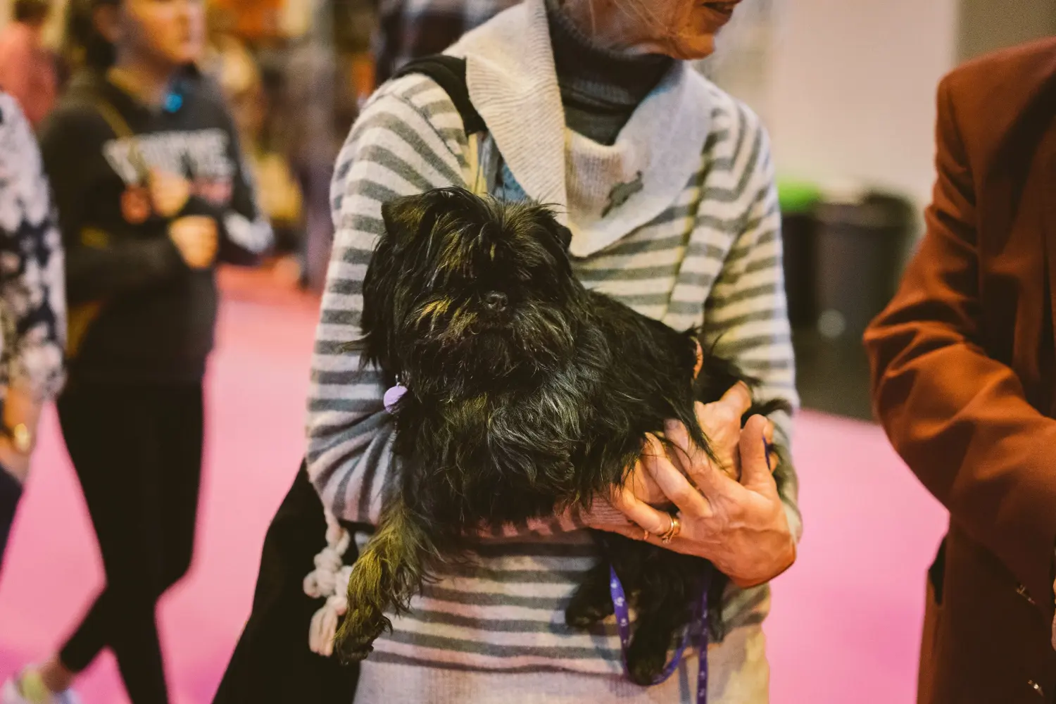 Affenpinscher - O meu amor por esta raça de cão. Porque gosto do Affenpinscher
