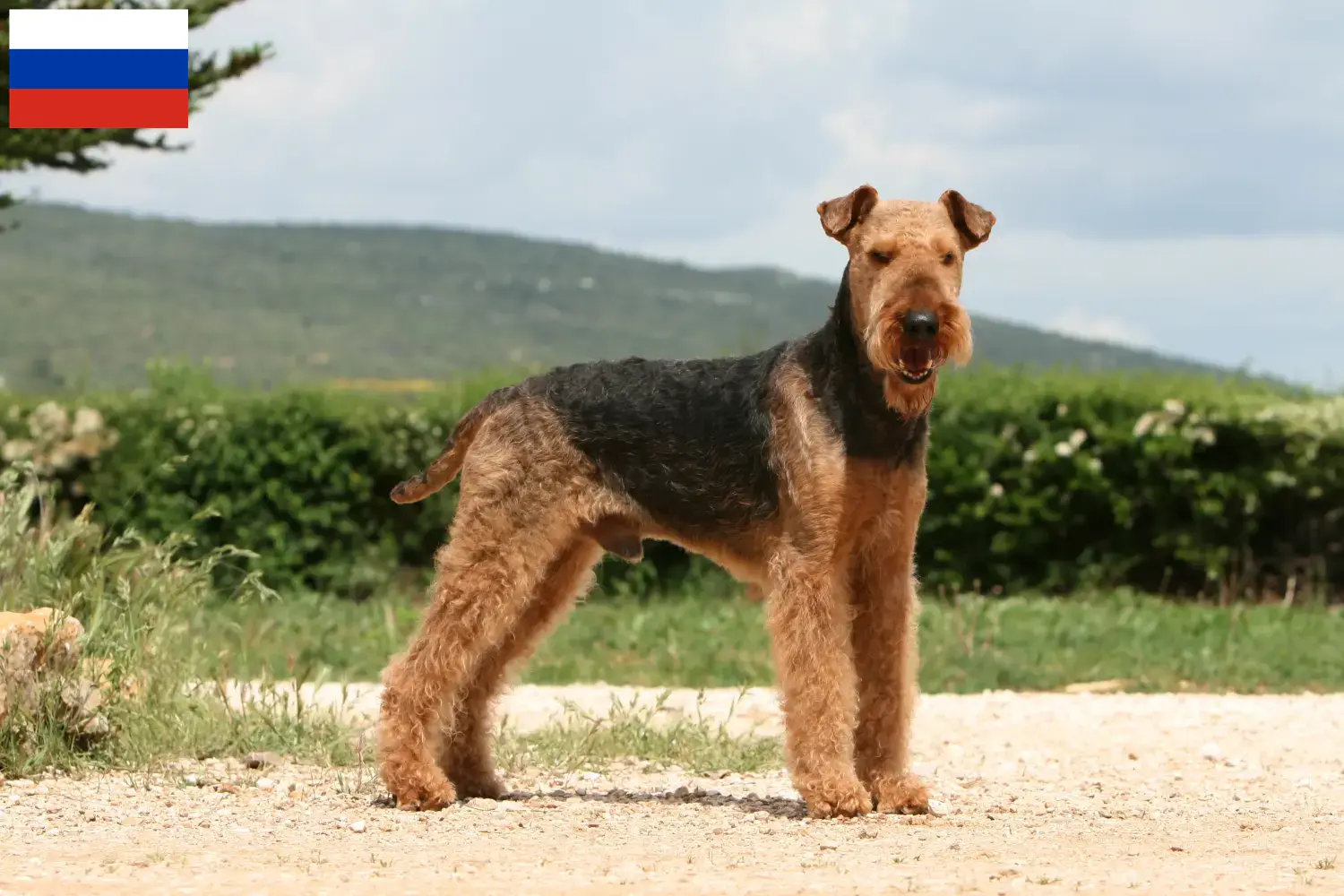 Cachorros e criadores de Airedale Terrier Rússia Encontrar criadores de Airedale Terrier na Rússia.