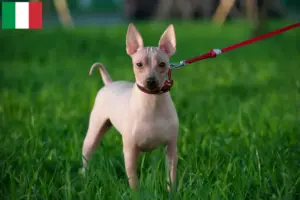 Read more about the article Criadores de American Hairless Terrier e cachorros em Itália