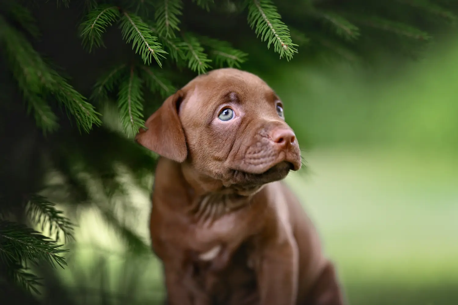 Comprar um cachorro American Pit Bull Terrier significa assumir a responsabilidade! Comprar cachorros American Pit Bull Terrier.