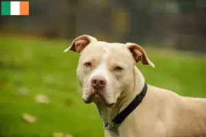 Read more about the article Criadores e cachorros de American Pit Bull Terrier na Irlanda