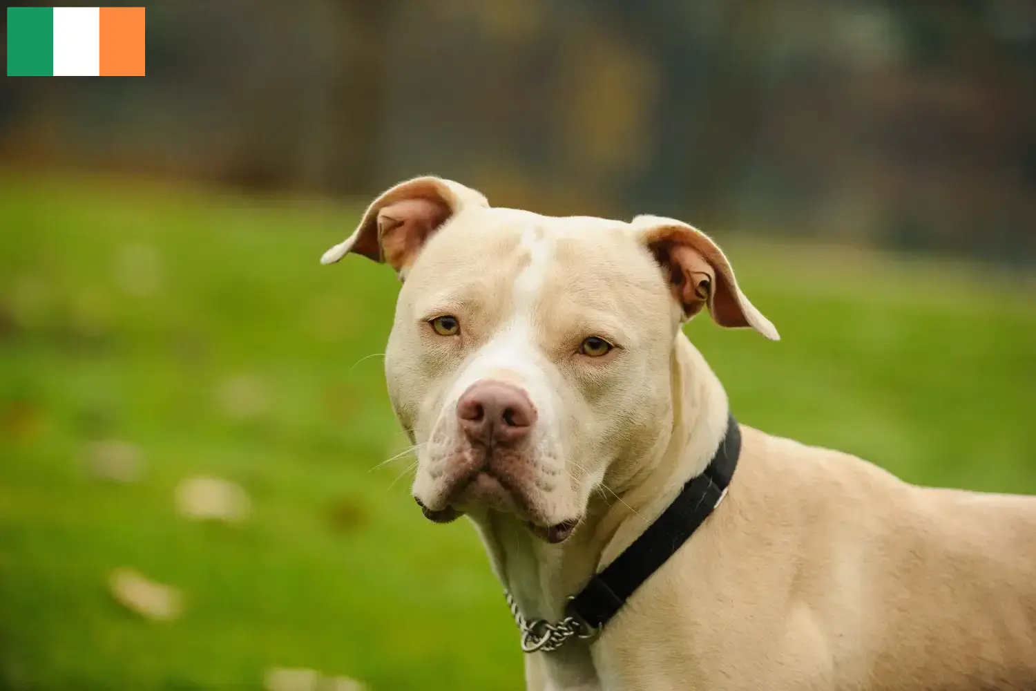 American Pit Bull Terrier cachorros e criadores Irlanda Encontrar criadores de American Pit Bull Terrier na Irlanda.