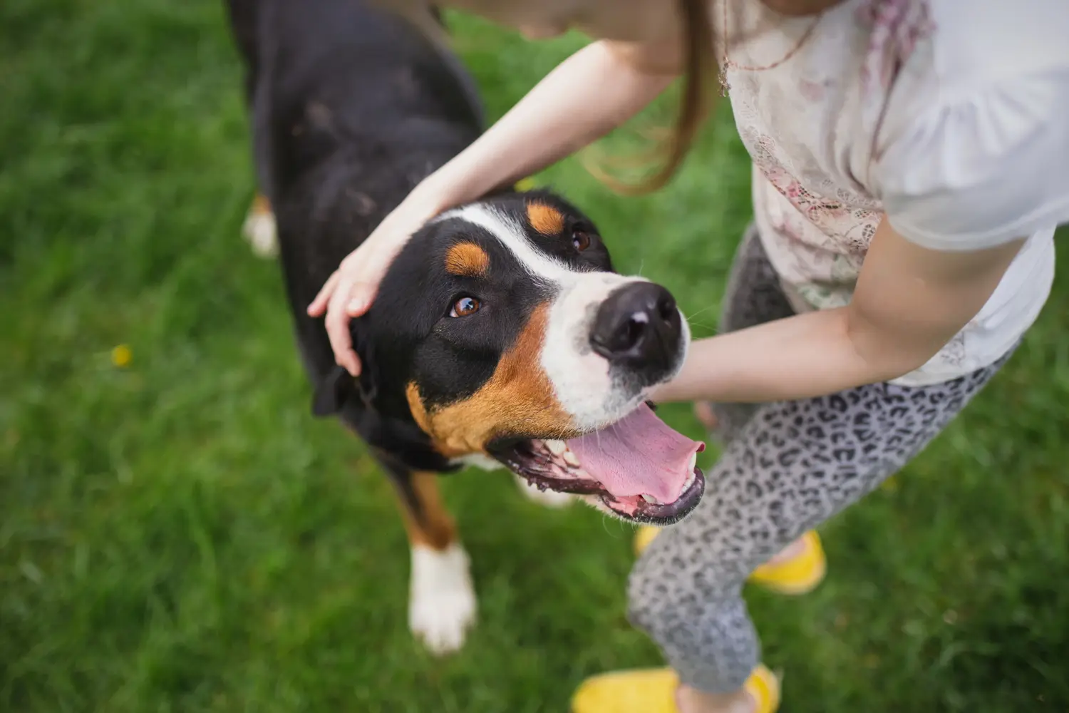 Appenzeller Sennenhund - O meu amor por esta raça de cão. Porque é que eu gosto do Appenzell Mountain Dog