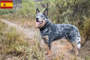 Read more about the article Criadores de Australian Cattle Dog e cachorros em Espanha