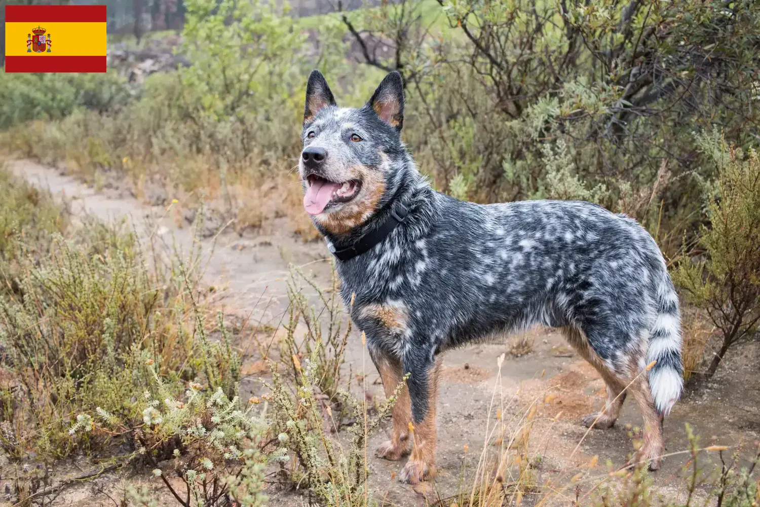 Read more about the article Criadores de Australian Cattle Dog e cachorros em Espanha