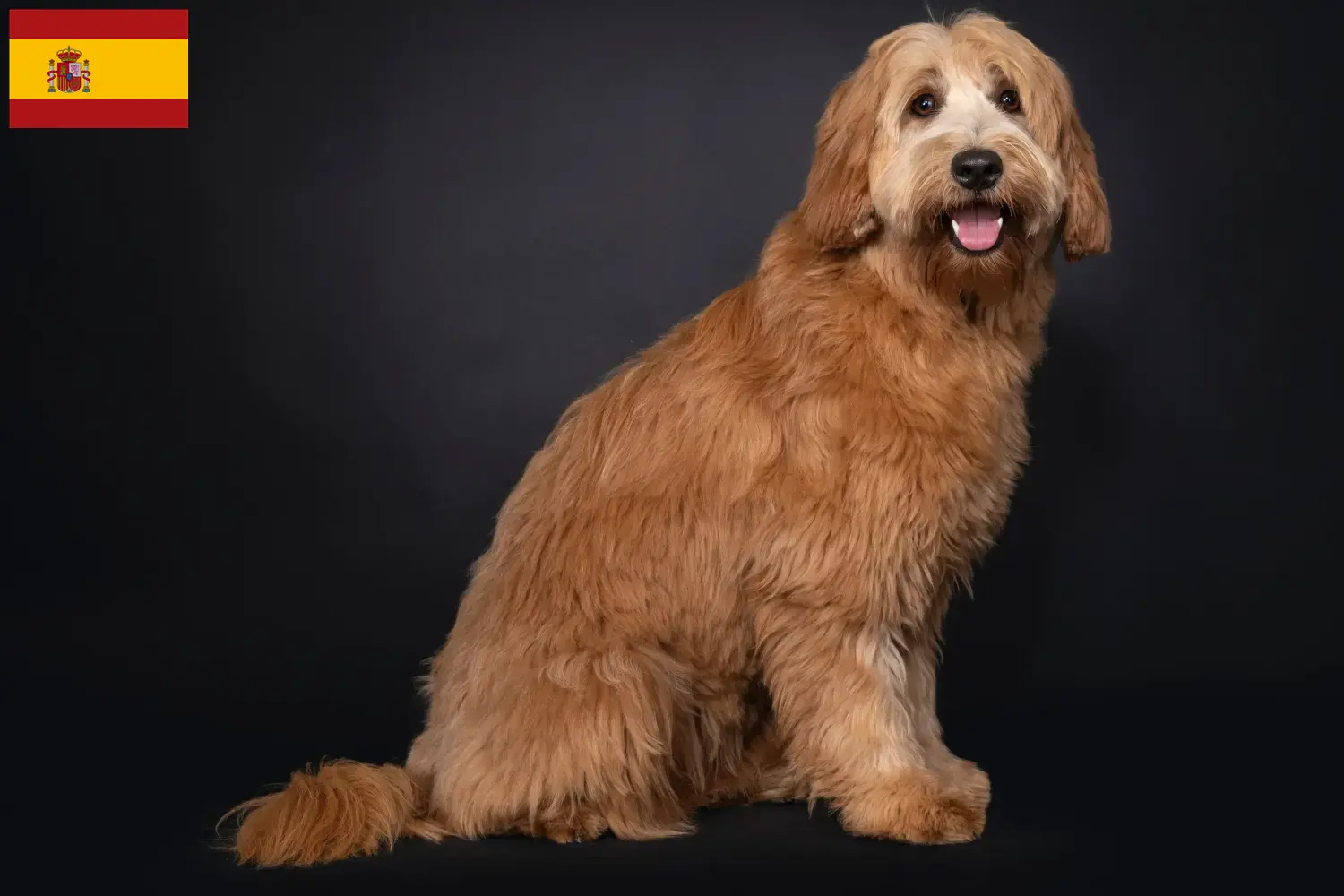 Read more about the article Criadores de Australian Cobberdog e cachorros em Espanha
