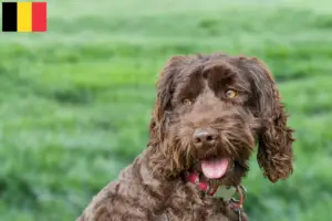 Read more about the article Criadores de Labradoodle Australiano e cachorros na Bélgica