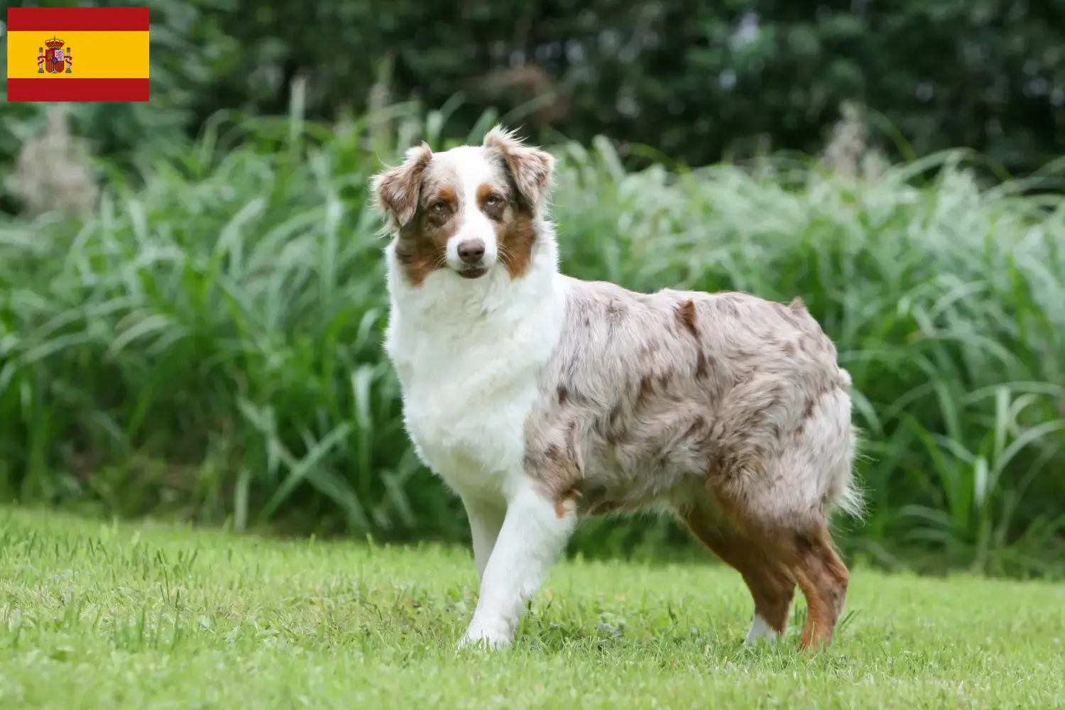 Australian Shepherd cachorros e criadores Espanha Encontre aqui criadores de Pastores Australianos em Espanha.