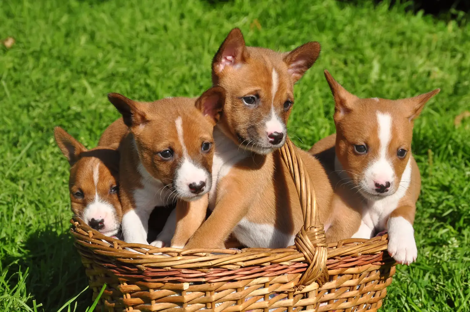 Comprar um cachorro Basenji significa assumir responsabilidades! Comprar cachorros Basenji.