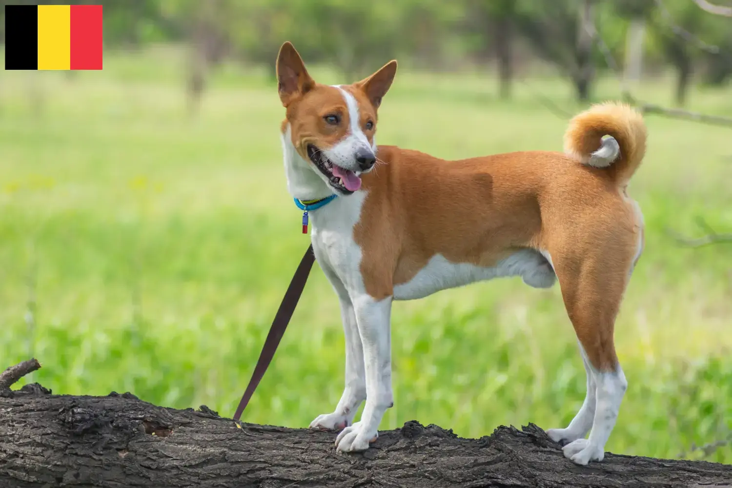 Basenji cachorros e criadores Bélgica Aqui pode encontrar criadores de Basenji na Bélgica.
