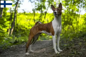 Read more about the article Criadores de Basenji e cachorros na Finlândia