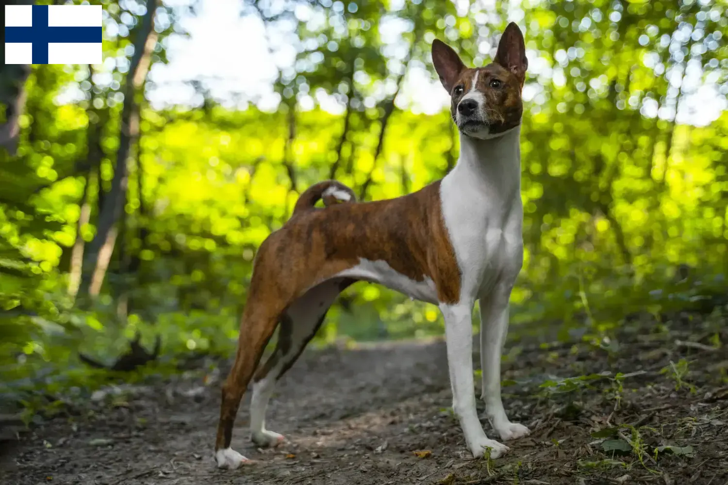 Filhotes e criadores de Basenji Finlândia Aqui pode encontrar criadores de Basenji na Finlândia.