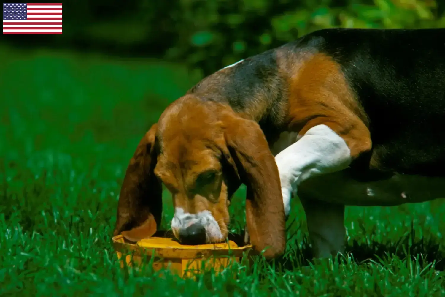 Read more about the article Basset Artésien Normand criadores e cachorros nos EUA