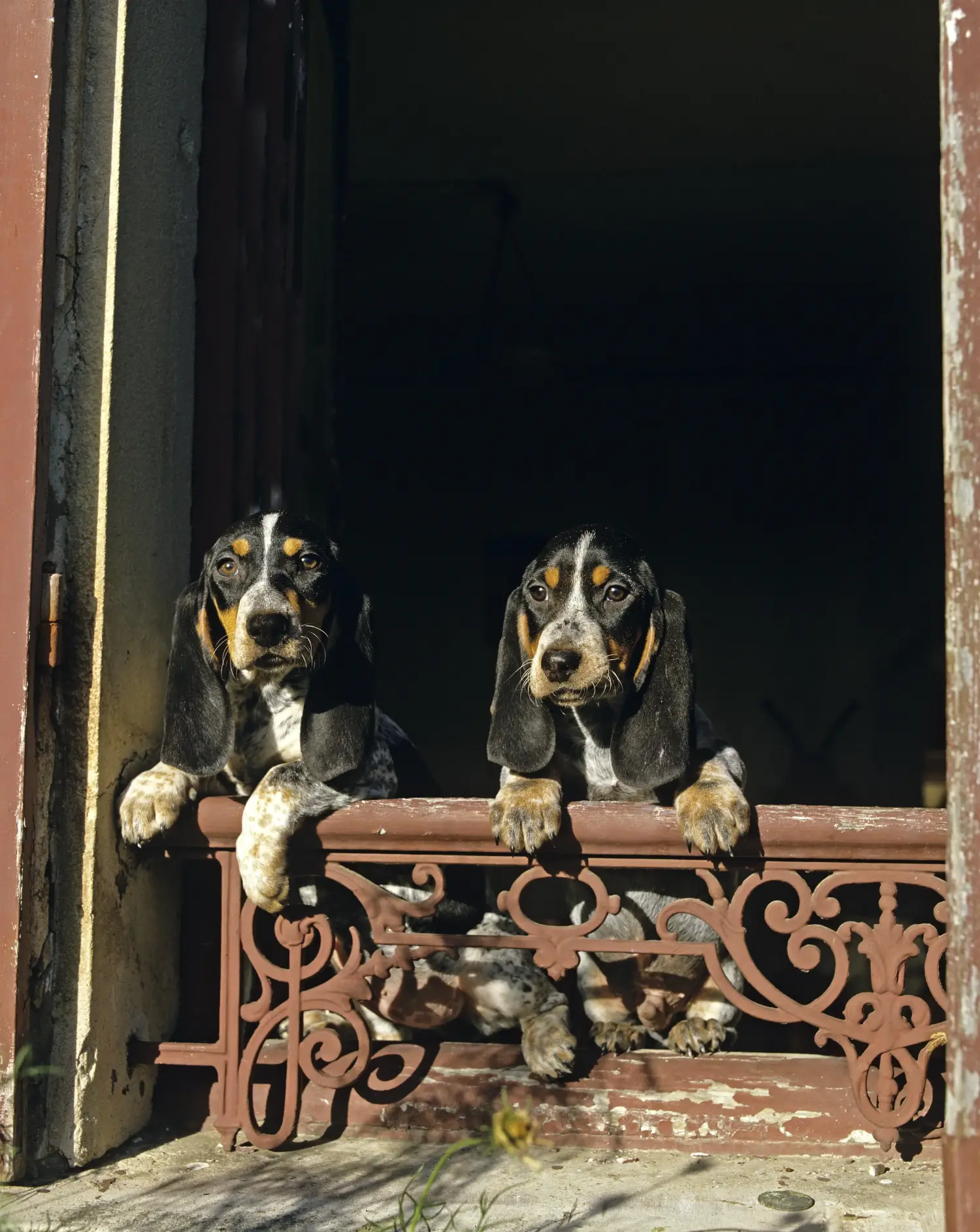 Comprar um cachorro Basset bleu de Gascogne significa assumir a responsabilidade! Comprar cachorros Basset bleu de Gascogne.