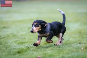 Read more about the article Criadores de Basset bleu de Gascogne e cachorros nos EUA