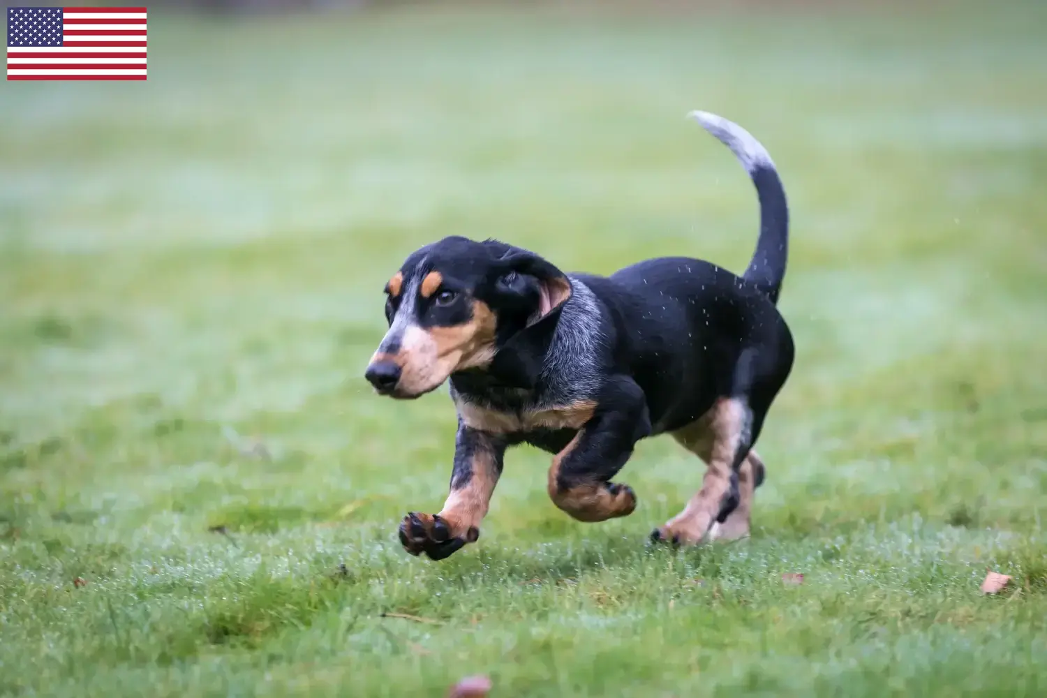Basset bleu de Gascogne cachorros e criadores EUA Encontre aqui criadores de Basset bleu de Gascognes nos EUA.