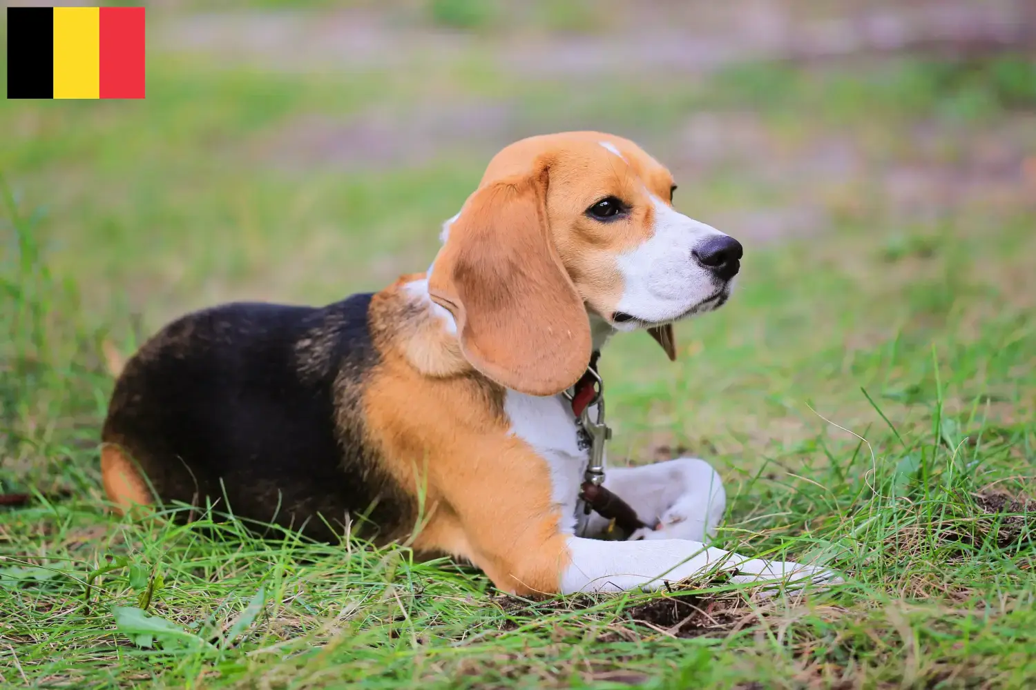 Read more about the article Criadores de Beagle Harrier e cachorros na Bélgica