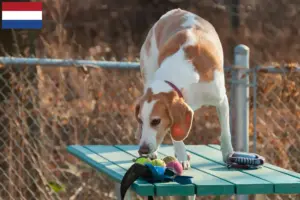 Read more about the article Criadores de Beagle Harrier e cachorros nos Países Baixos