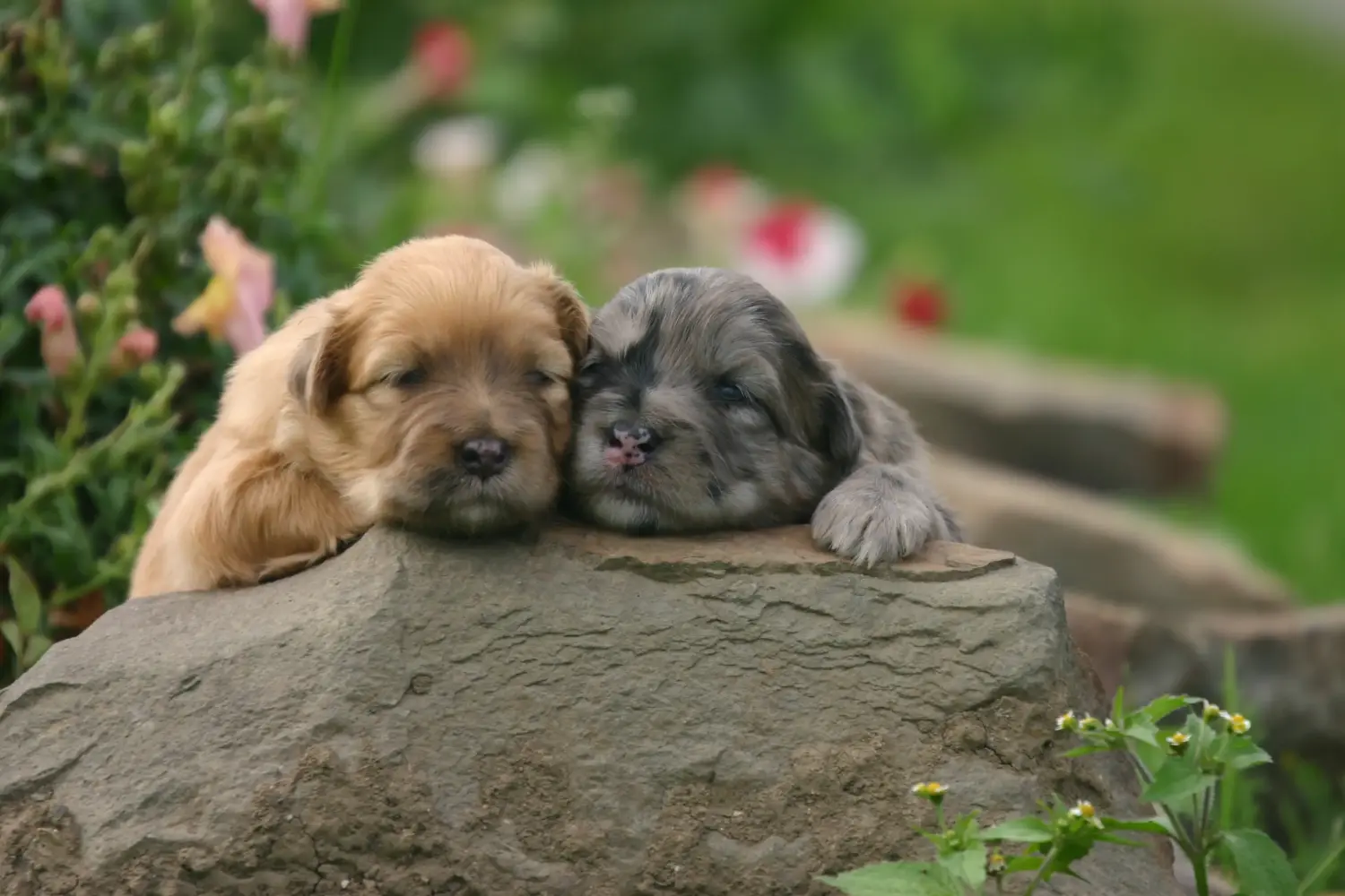Comprar um cachorro Berger des Pyrenees significa assumir a responsabilidade! Comprar cachorros Berger des Pyrenees.