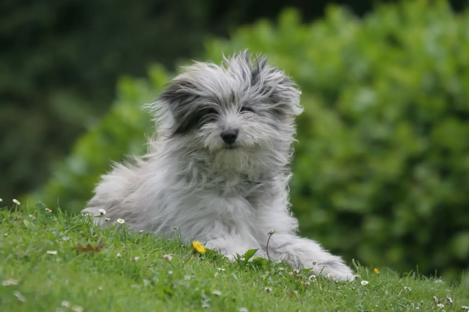 Comprar um cachorro Berger des Pyrenees significa assumir a responsabilidade! Comprar cachorros Berger des Pyrenees.