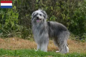 Read more about the article Berger des Pyrenees criadores e cachorros nos Países Baixos