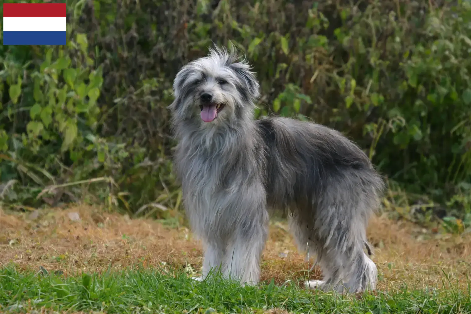 Berger des Pyrenees cachorros e criadores Países Baixos Aqui pode encontrar criadores de Berger des Pyrenees nos Países Baixos.