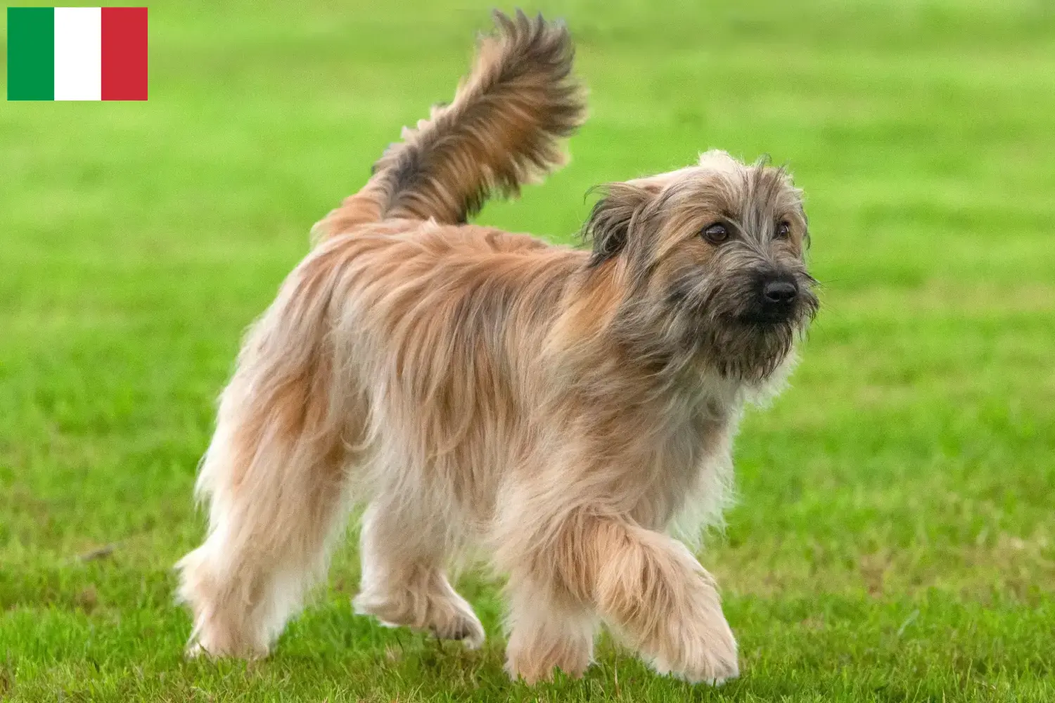 Berger des Pyrenees cachorros e criadores Itália Aqui pode encontrar criadores de Berger des Pyrenees em Itália.