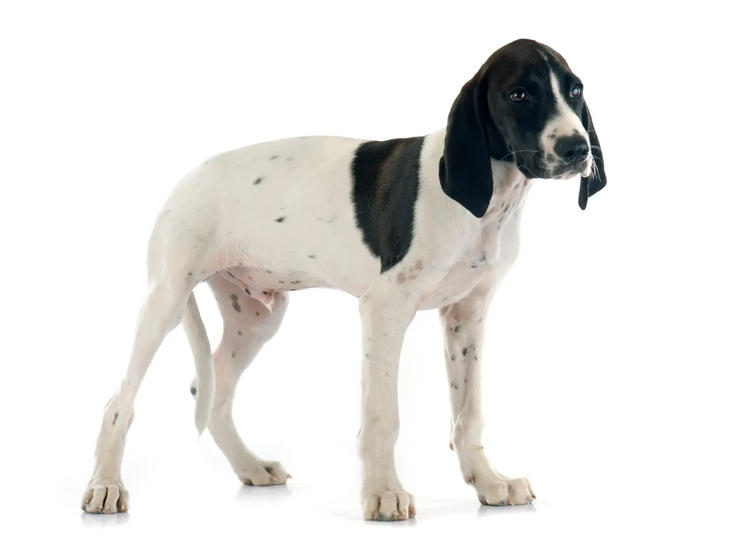 Comprar um cachorro Braque d'Auvergne significa assumir a responsabilidade! Comprar cachorros Braque d'Auvergne.