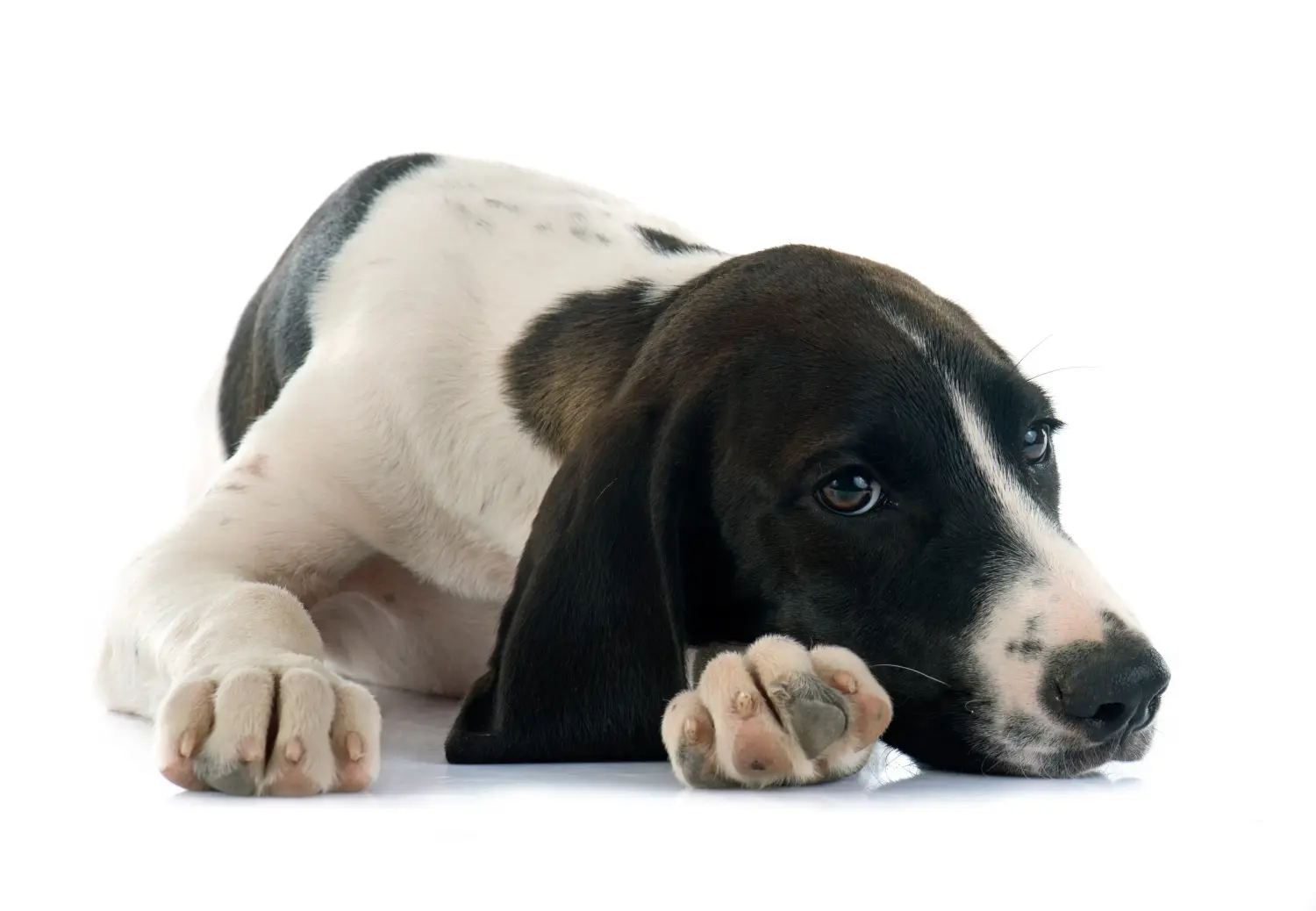 Comprar um cachorro Braque d'Auvergne significa assumir a responsabilidade! Comprar cachorros Braque d'Auvergne.