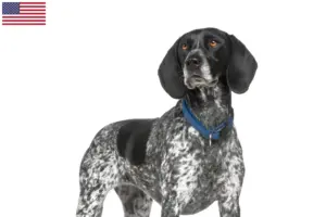 Read more about the article Braque d’Auvergne criadores e cachorros nos EUA