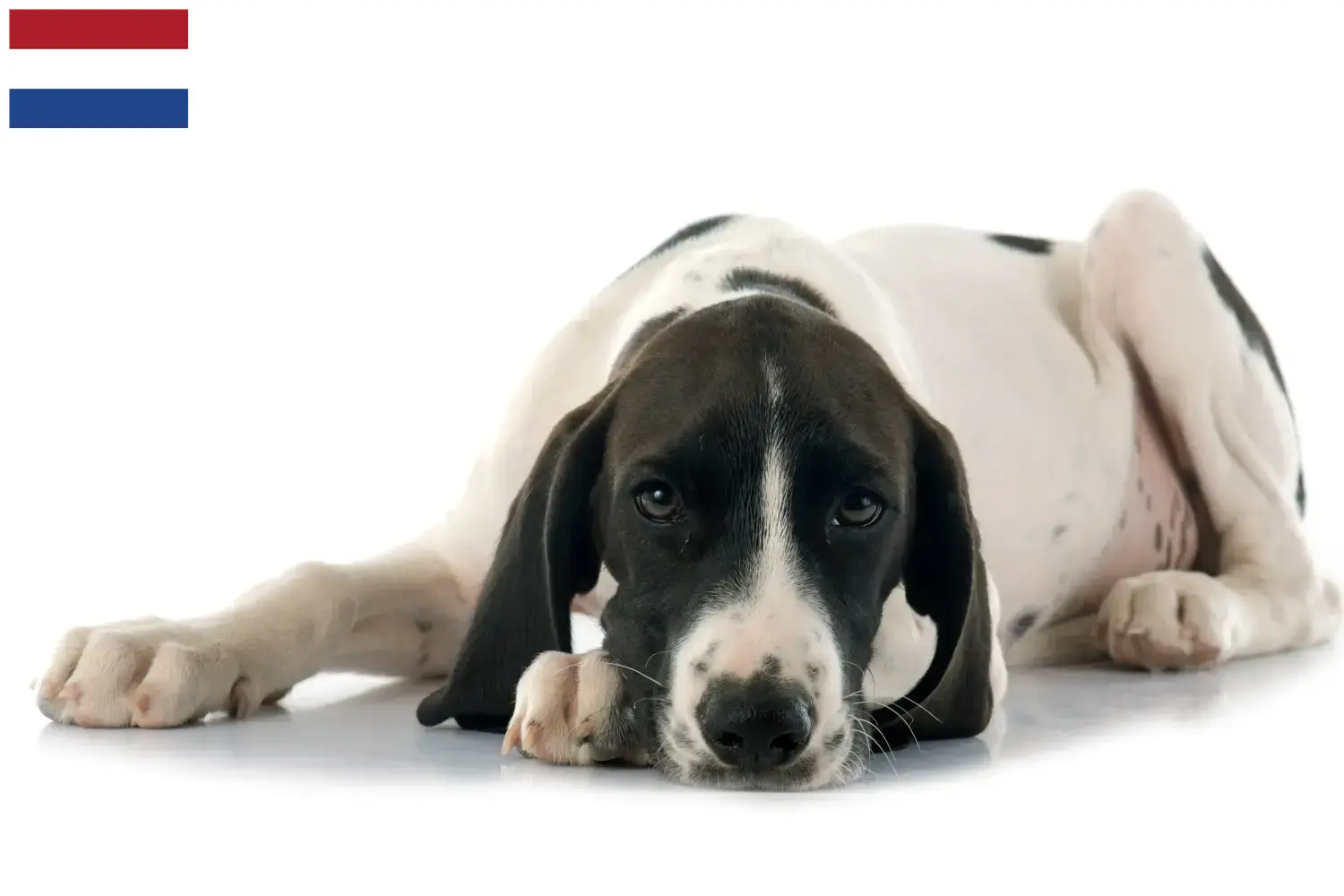 Read more about the article Braque d’Auvergne criadores e cachorros nos Países Baixos