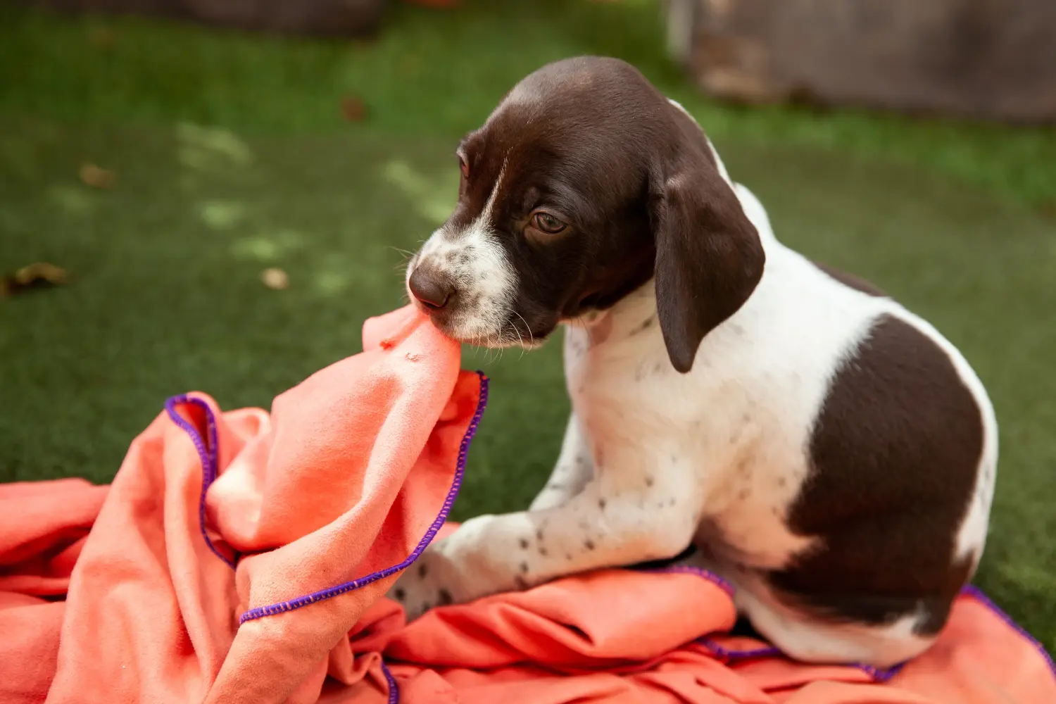 Comprar um cachorro Braque français tipo Gascogne significa assumir a responsabilidade! Comprar cachorros Braque français tipo Gascogne.
