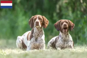 Read more about the article Braque français tipo Gascogne criadores e cachorros nos Países Baixos