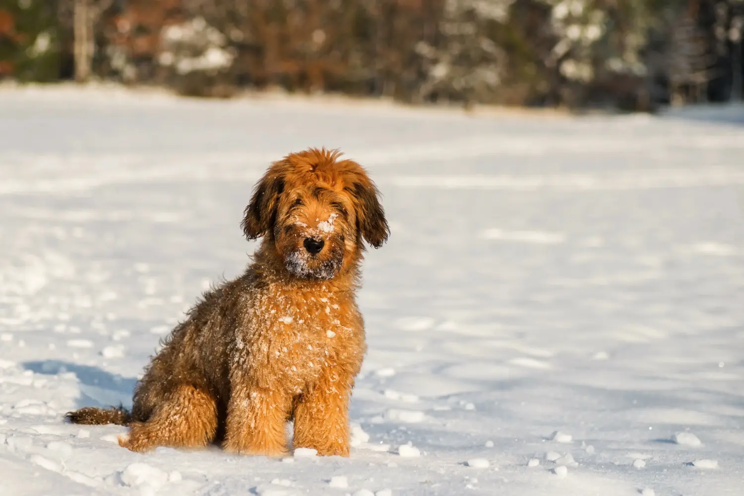 Comprar um cachorro Briard significa assumir a responsabilidade! Comprar cachorros Briard.