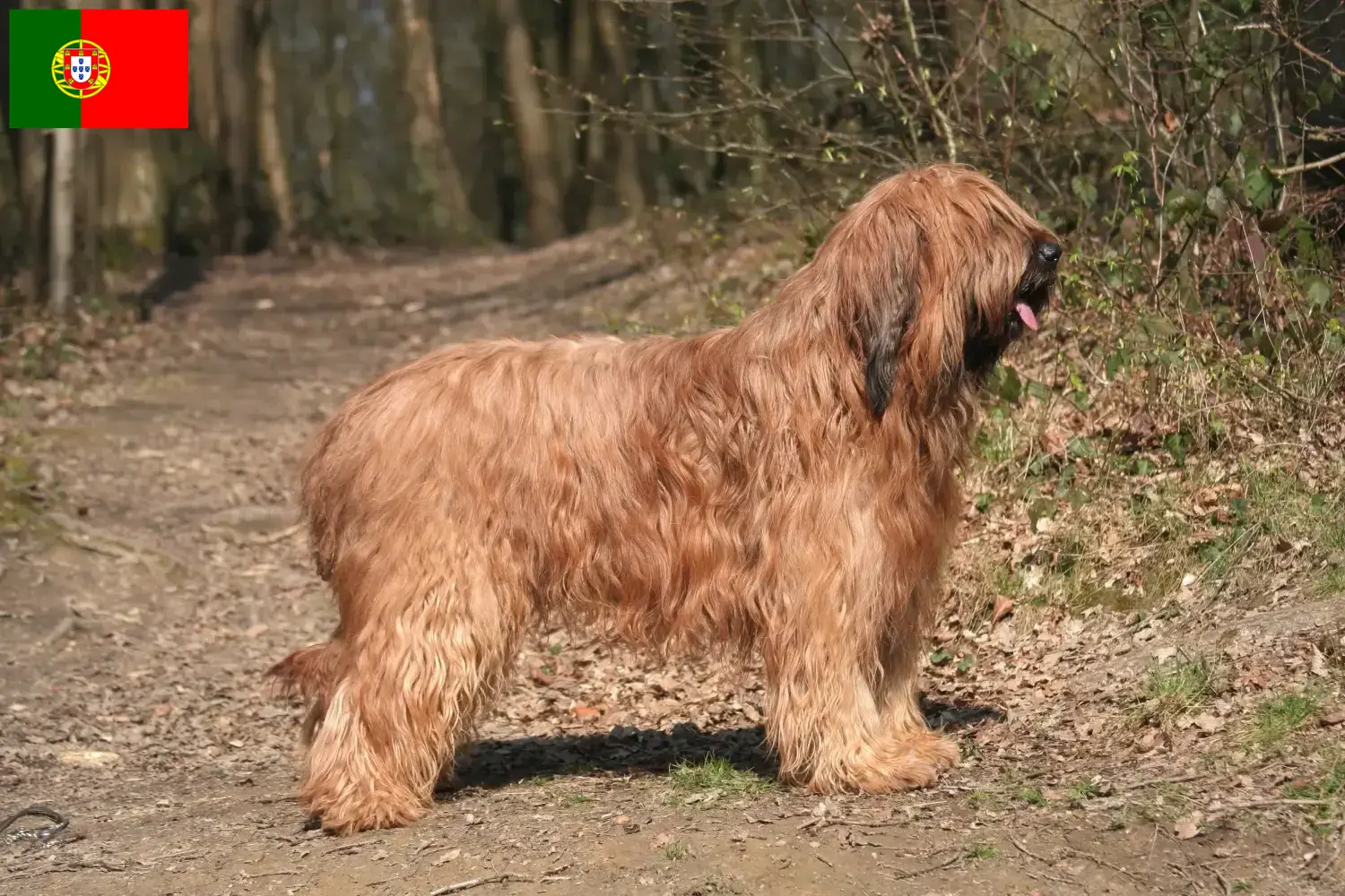 Briard cachorros e criadores Portugal Aqui pode encontrar criadores de Briard em Portugal.
