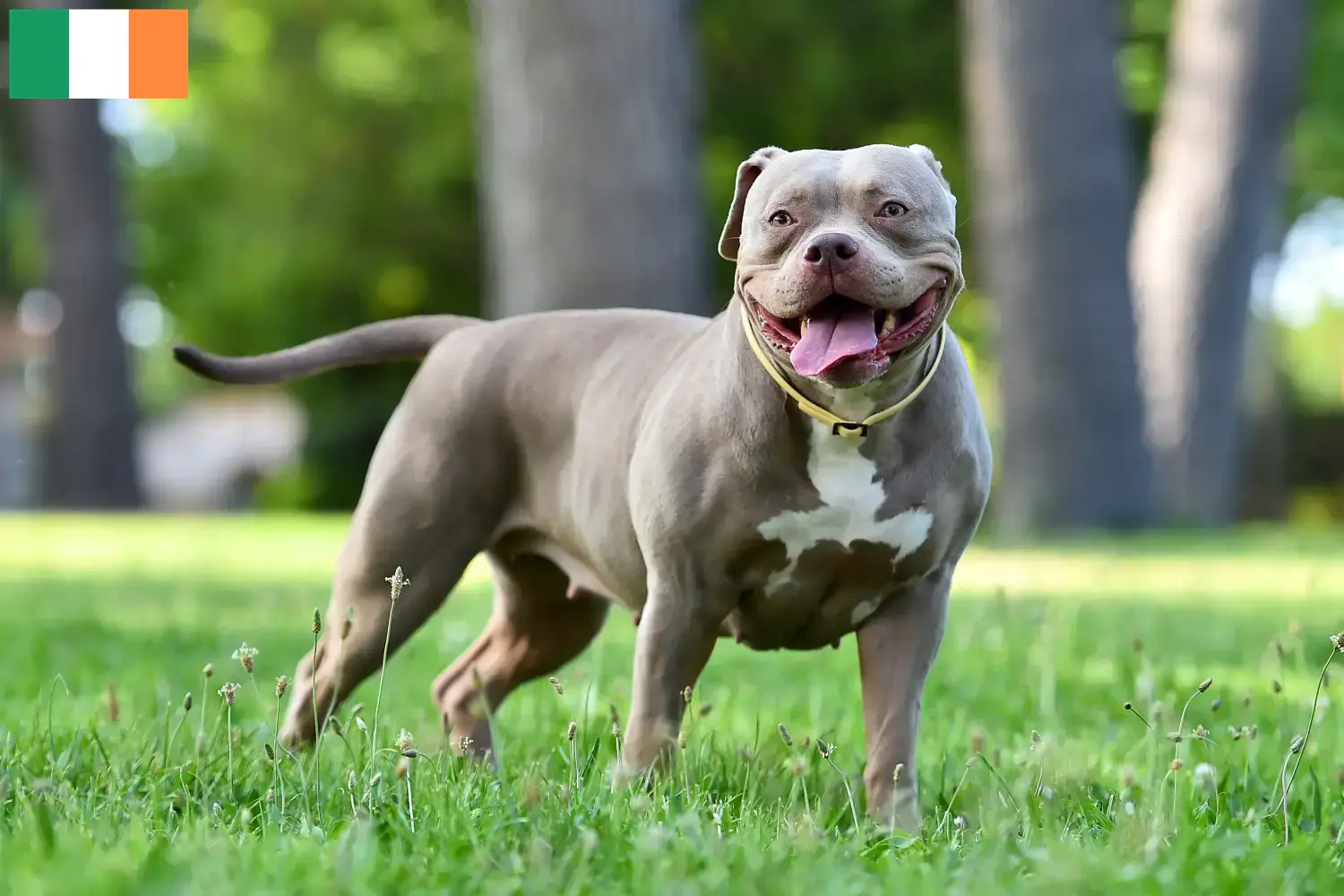 Read more about the article Criadores de Bulldog Americano e cachorros na Irlanda
