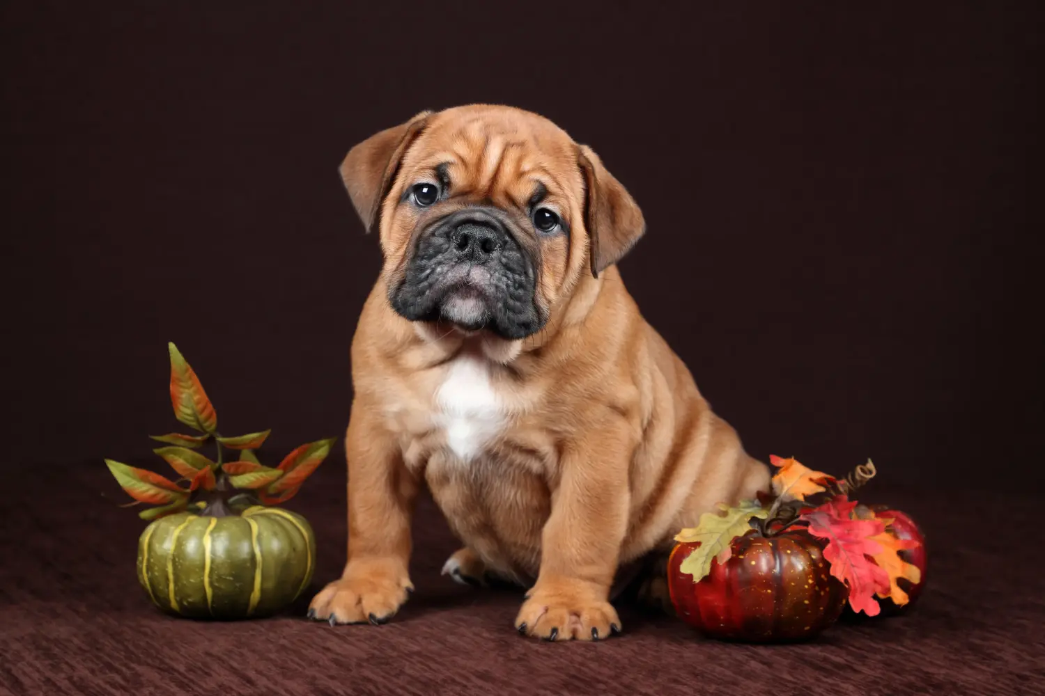 Comprar um cachorro Bulldog Continental significa assumir responsabilidades! Comprar cachorros Bulldog Continental.