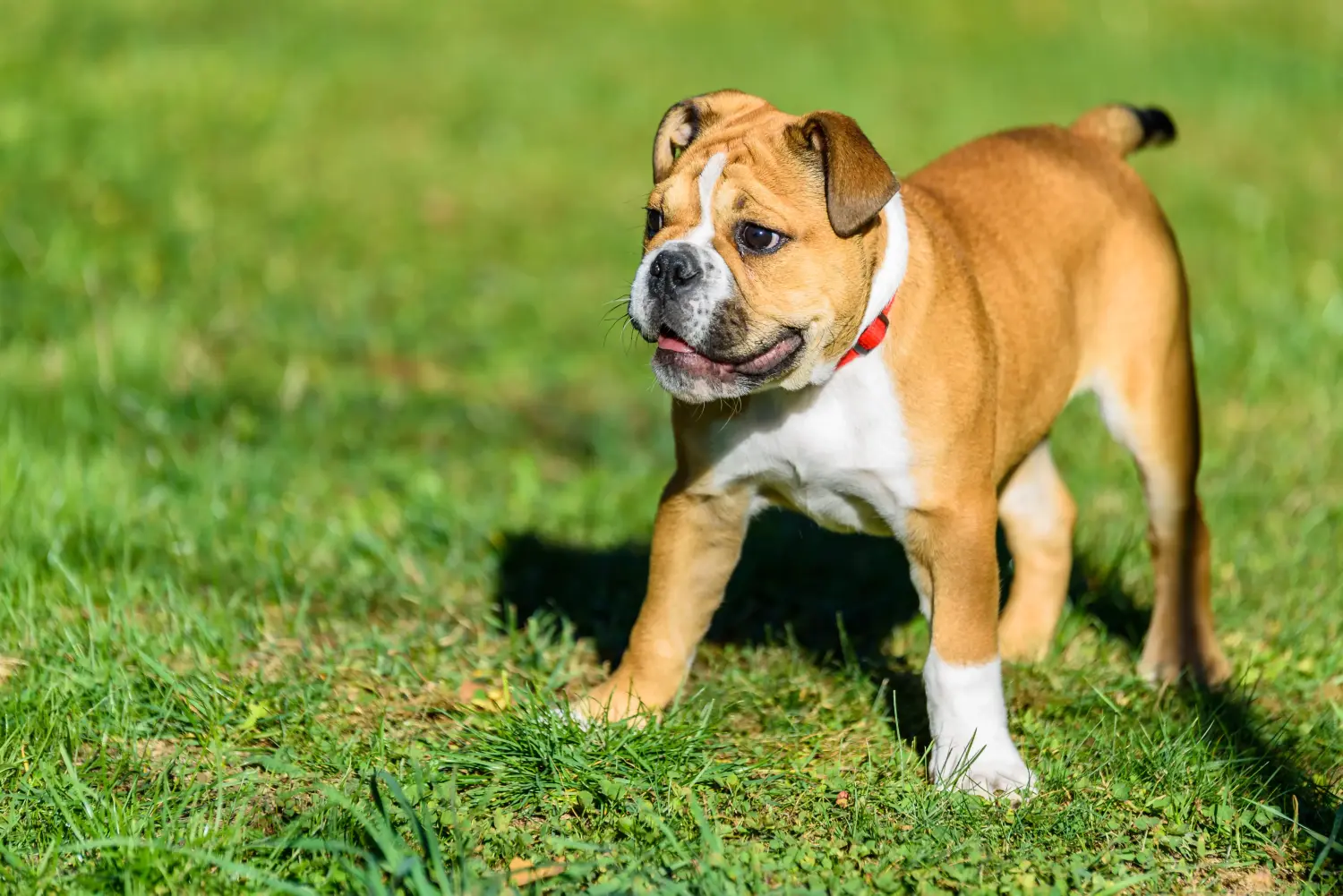 Comprar um cachorro Bulldog Continental significa assumir responsabilidades! Comprar cachorros Bulldog Continental.