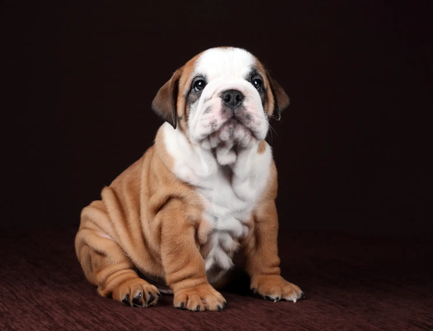 Comprar um cachorro Bulldog Continental significa assumir responsabilidades! Comprar cachorros Bulldog Continental.
