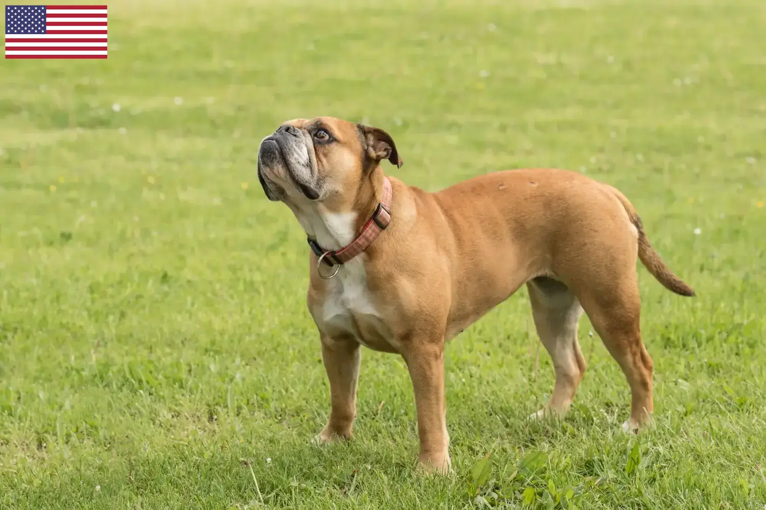 Bulldog Continental cachorros e criadores EUA Encontre aqui criadores de Bulldogs Continentais nos EUA.