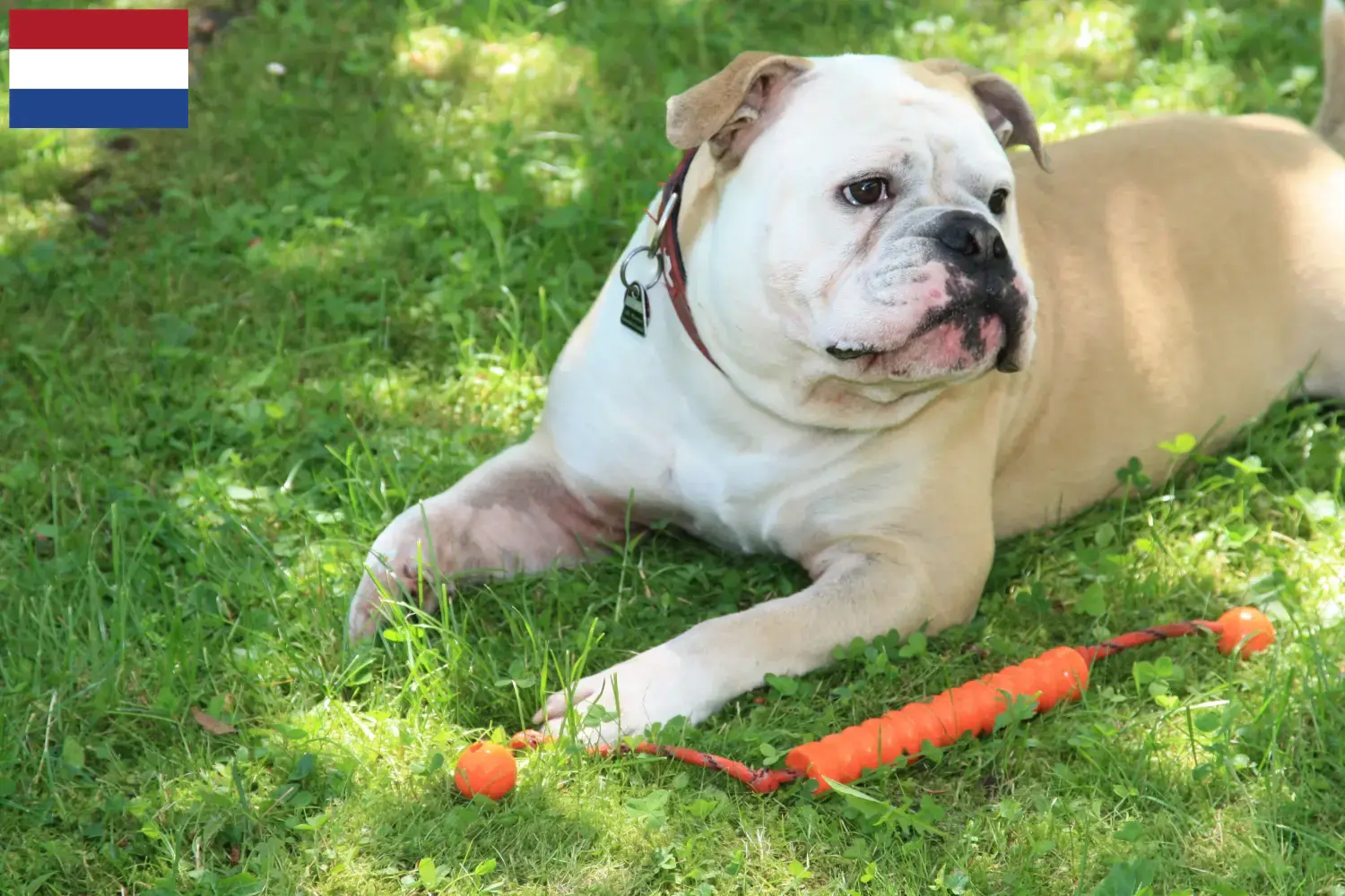 Read more about the article Criadores de Bulldog Continental e cachorros nos Países Baixos