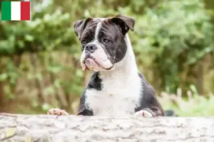 Read more about the article Criadores de Bulldog Continental e cachorros em Itália