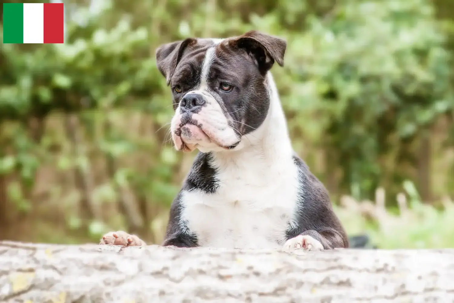 Bulldog Continental cachorros e criadores Itália Aqui pode encontrar criadores de Bulldogs Continentais em Itália.