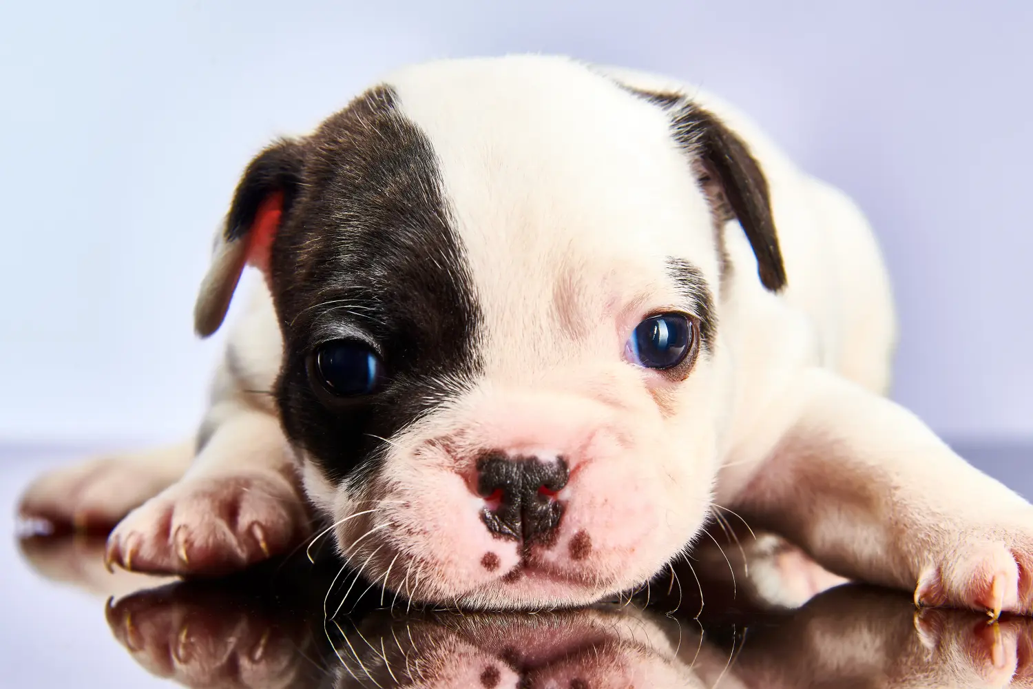 Comprar um cachorro Bulldog Francês significa assumir responsabilidades! Comprar cachorros Bulldog Francês.