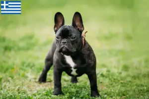 Read more about the article Criadores de Bulldog Francês e cachorros na Grécia