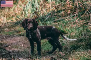 Read more about the article Criadores de cães de guarda alemães e cachorros nos EUA
